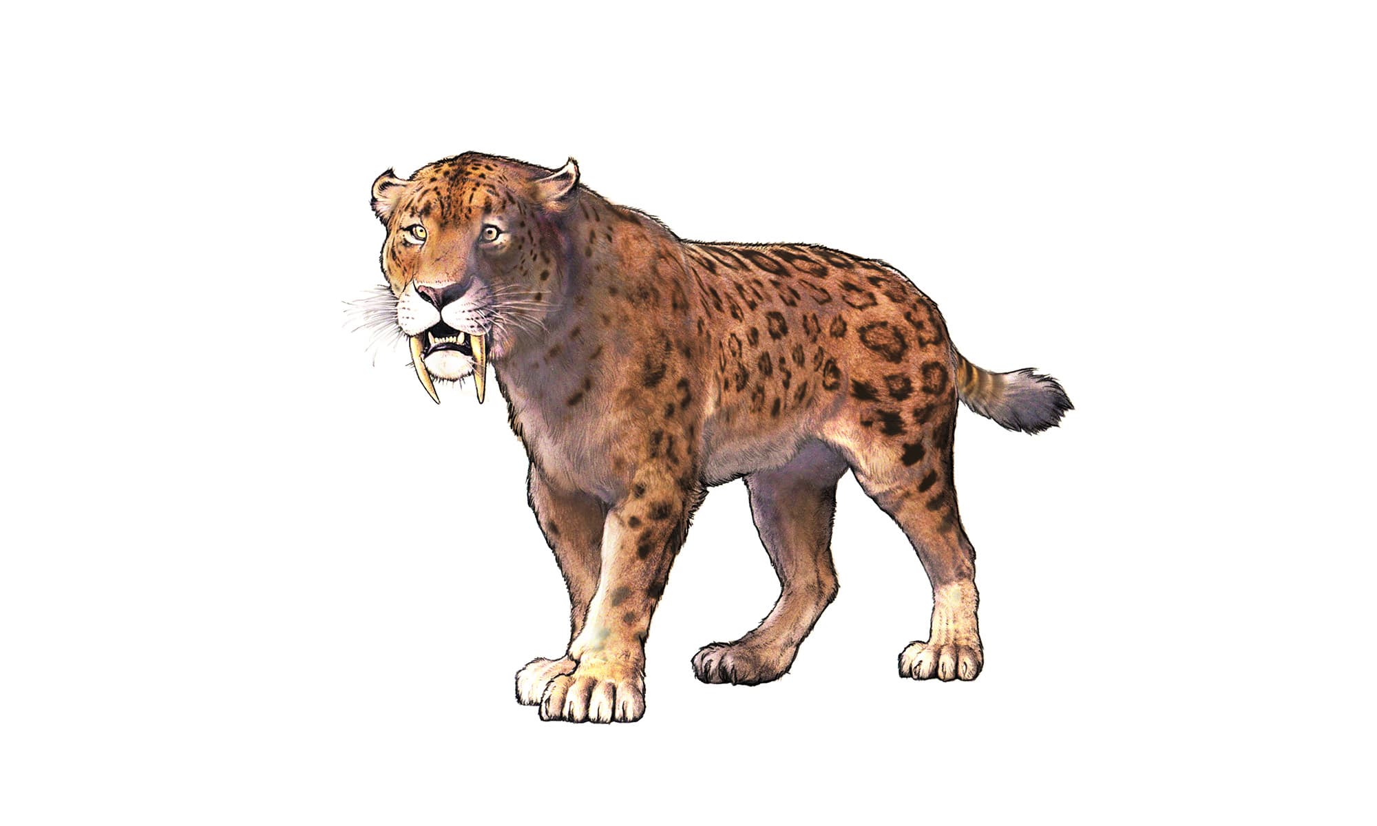 Säbelzahntiger/Smilodon | Zoo Zürich