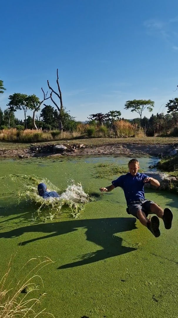 Tierpfleger*innen des Zoo Zürich springen im Rahmen der Teichchallenge 2022 ins Wasser.
