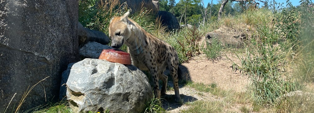 Foto: Zoo Zürich, Nicole Schnyder Tüpfelhyäne Tesi mit Futterglace in der Lewa Savanne des Zoo Zürich.