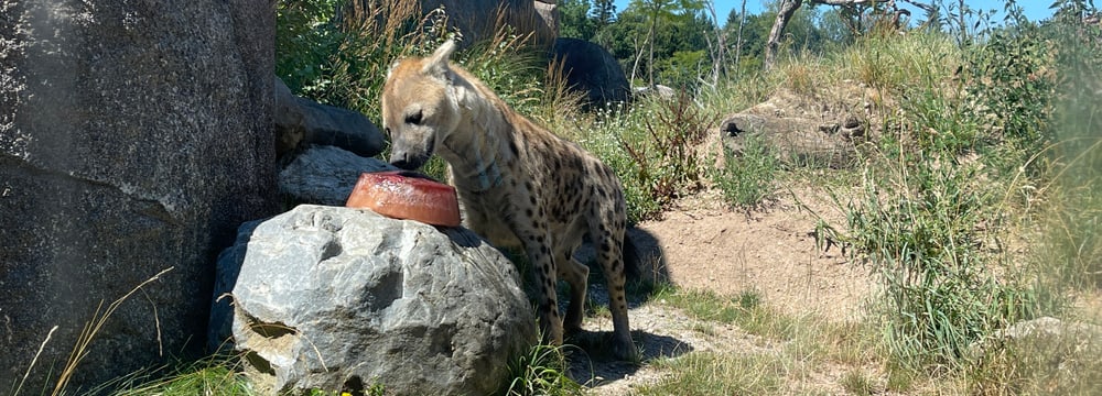 Tüpfelhyäne Tesi mit Futterglace in der Lewa Savanne des Zoo Zürich.