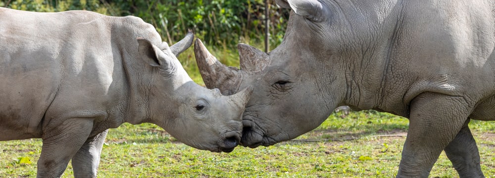 Foto: Zoo Zürich, Enzo Franchini Südliche Breitmaulnashörner Ushindi (l.) und Kimba in der Lewa Savanne des Zoo Zürich.