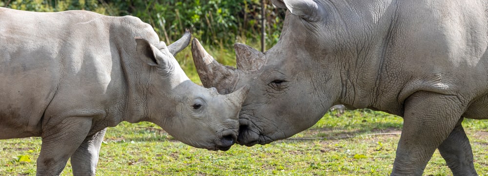 Südliche Breitmaulnashörner Ushindi (l.) und Kimba in der Lewa Savanne des Zoo Zürich.