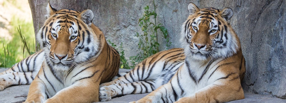 Foto: Zoo Zürich, Enzo Franchini Amurtiger im Zoo Zürich