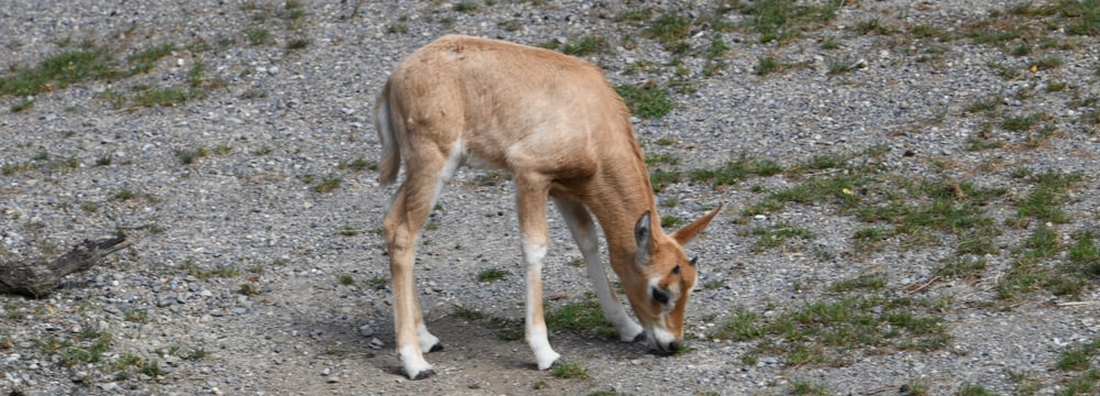 Junge Säbelantilope in der Lewa Savanne im Zoo Zürich.