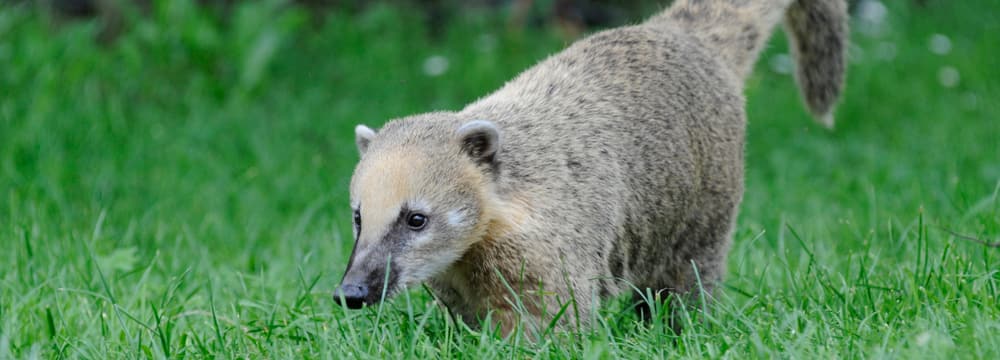 Foto: Zoo Zürich, Corinne Invernizzi Südamerikanischer Nasenbär im Zoo Zürich.