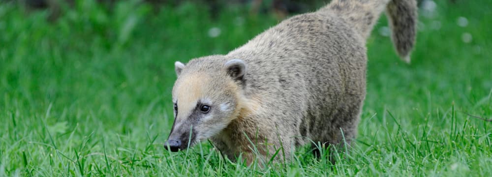 Coati roux au zoo de Zurich.