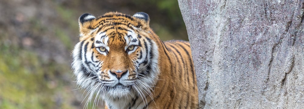 Amurtiger im Zoo Zürich.