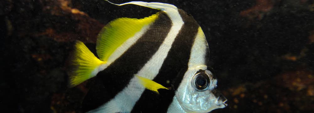 Foto: Zoo Zürich, Karsten Blum Gemeiner Wimpelfisch im Zoo Zürich.