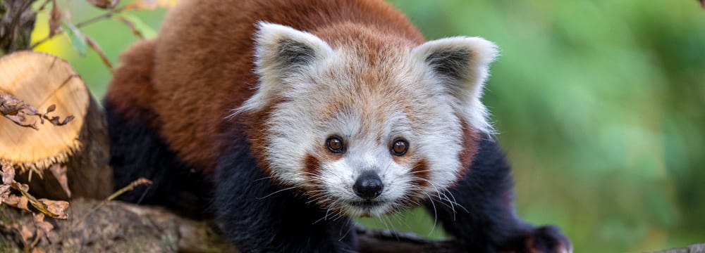 Foto: Zoo Zürich, Enzo Franchini Der Kleine Panda Siddhi im Zoo Zürich.