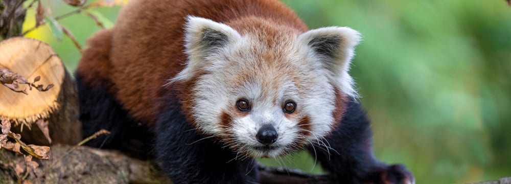 Der Kleine Panda Siddhi im Zoo Zürich.