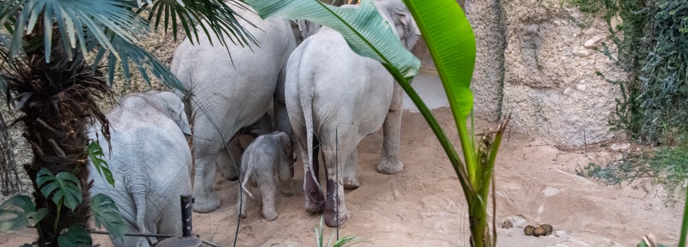 Elefanten mit neugeborenem Jungtier im Kaeng Krachan Elefantenpark im Zoo Zürich. 