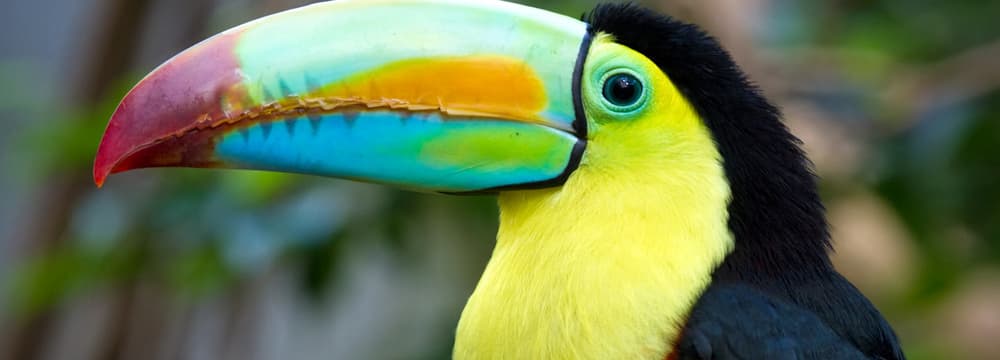 Foto: Zoo Zürich, Enzo Franchini Fischertukan.