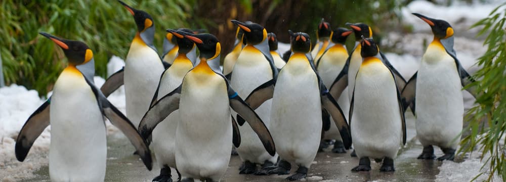 Foto: Zoo Zürich, Karsten Blum Königspinguine beim Spaziergang im Zoo Zürich.