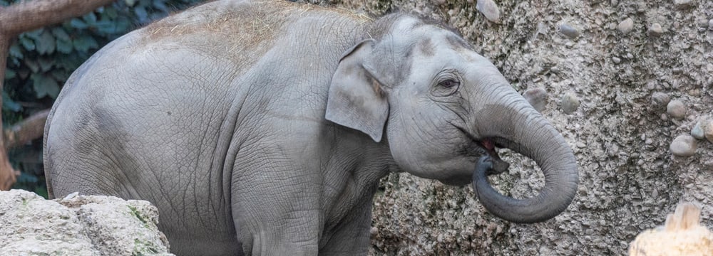 Foto: Zoo Zürich, Enzo Franchini Omysha beim Wassertrinken im Zoo Zürich.