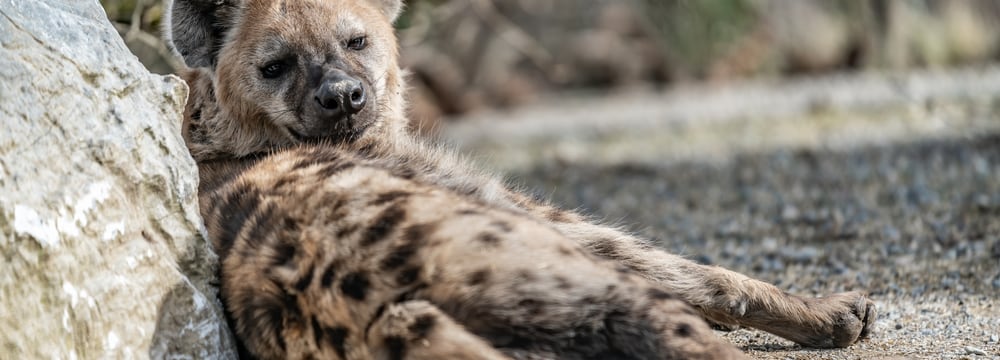 Tüpfelhyäne Tesi im Zoo Zürich.