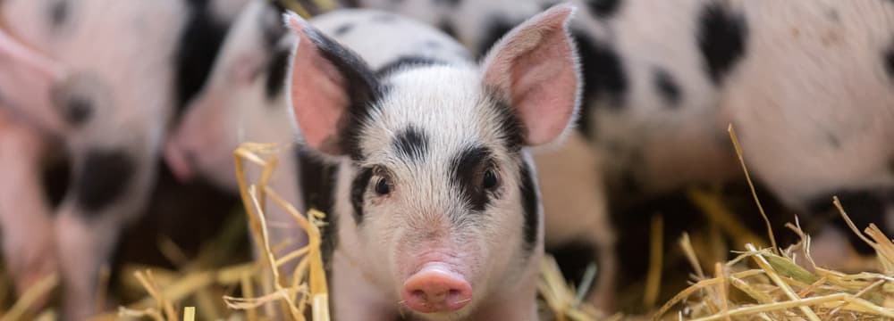 Foto: Zoo Zürich, Enzo Franchini Junges Turopolje-Schwein im Zoolino des Zoo Zürich.