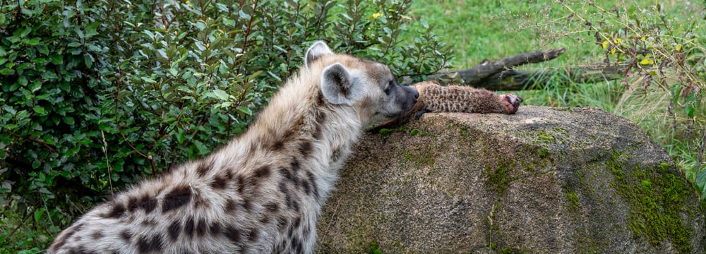 Tüpfelhyäne schnuppert an Erdmännchen im Zoo Zürich.