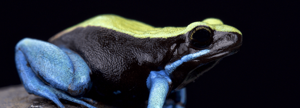 Blaubeiniges Buntfröschchen Blaubeiniges Buntfröschchen