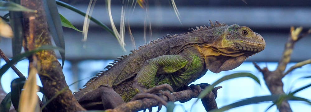 Kleiner Antillen-Leguan im Exotarium des Zoo Zürich.