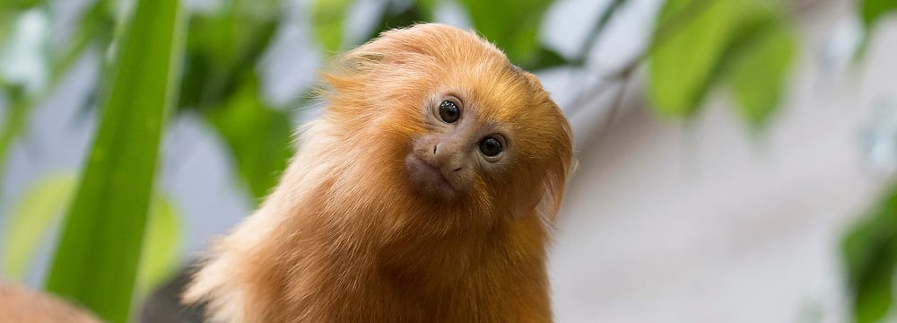 Foto: Zoo Zürich, Peter Bolliger Goldgelbes Löwenäffchen im Zoo Zürich