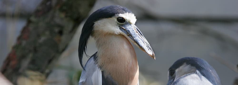 Foto: Zoo Zürich, Enzo Franchini Kahnschnabel im Zoo Zürich.