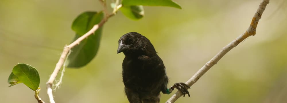 sharp_beaked ground finch