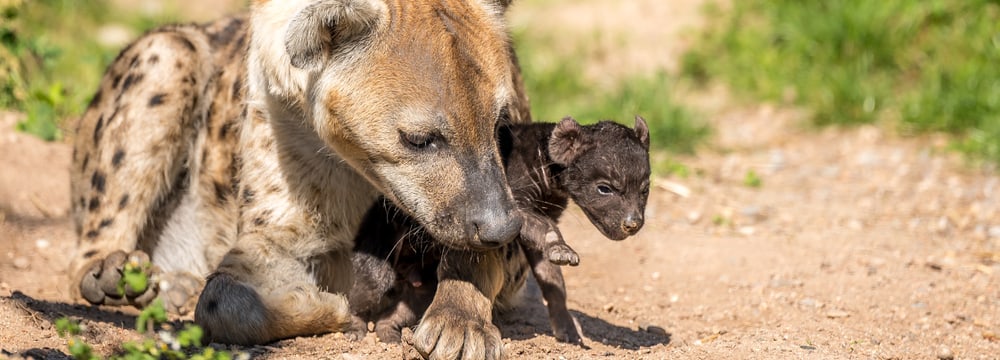 Foto: Zoo Zürich, Fabio Süess Tüpfelhyäne Tesi mit Jungtier in der Lewa Savanne des Zoo Zürich.