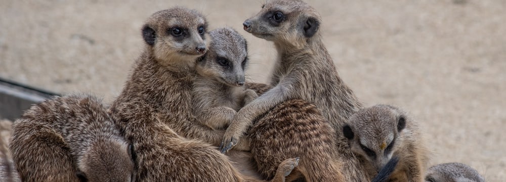 Erdmännchen in der Lewa Savanne des Zoo Zürich.