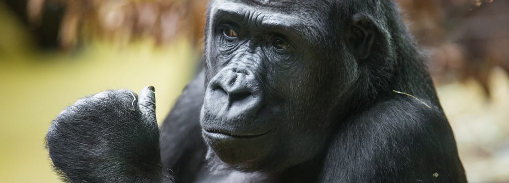 Foto: Zoo Zürich, Enzo Franchini Westlicher Flachlandgorilla im Zoo Zürich.
