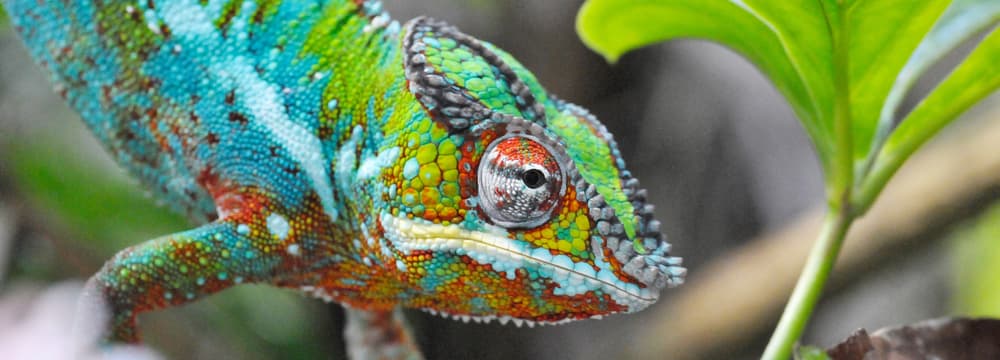 Chamäleon im Masoala Regenwald