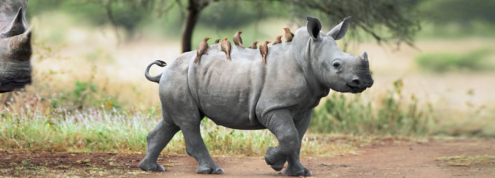 Foto: Zoo Zürich Werbesujet Zoo Zürich Öffentlicher Verkehr 2020.