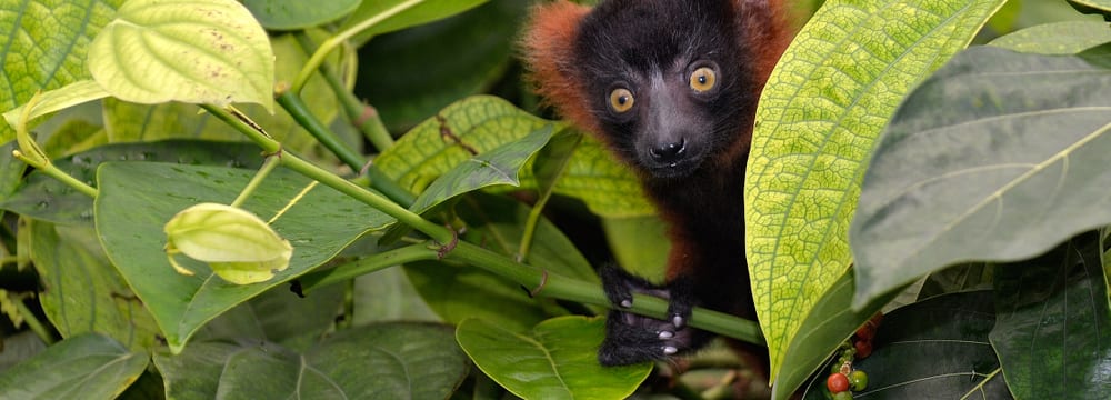 Junger Roter Vari im Masoala Regenwald im Zoo Zürich.