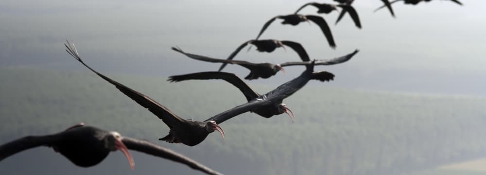 Juvenile Waldrappen beim Vogelzug.