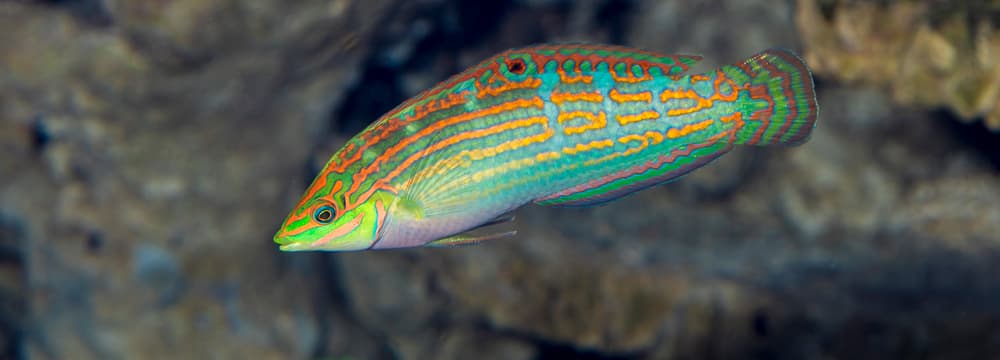 Adorned wrasse Adorned wrasse