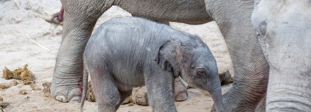 Elefantenbaby vom 25.2.2017 im Zoo Zürich