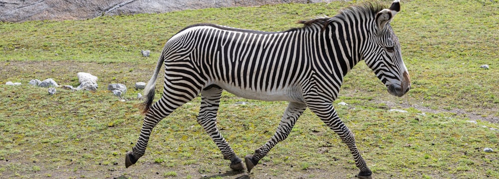 Grevyzebra-Hengst Rashidi auf der Lewa Savanne.