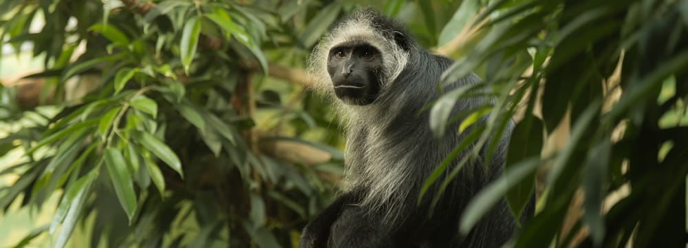 Bärenstummelaffe im Zoo Zürich