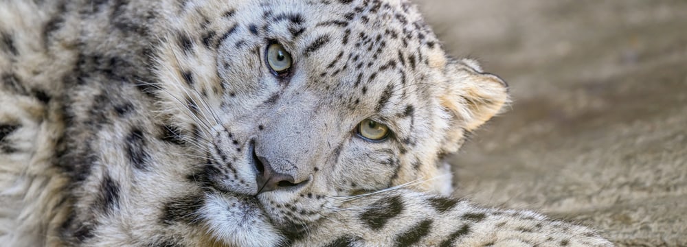 Schneeleopard Warjun im Zoo Zürich. 