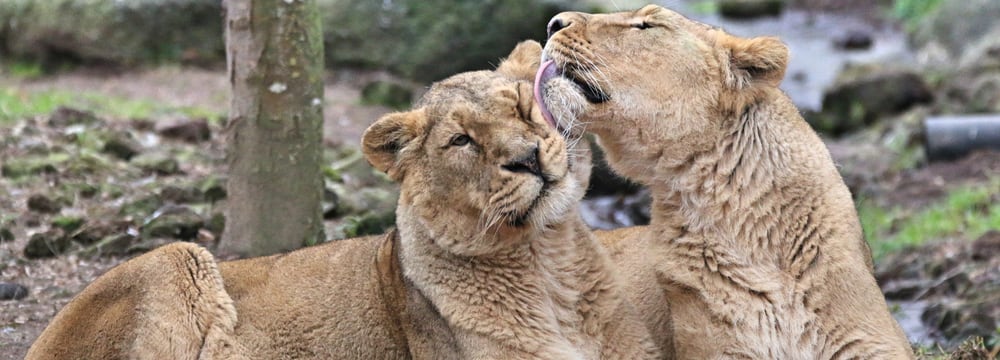 Foto: Zoo Zürich, Jeanette Steiner Asiatische Löwen Kalika (l.) und Jeevana im Zoo Zürich (2018).