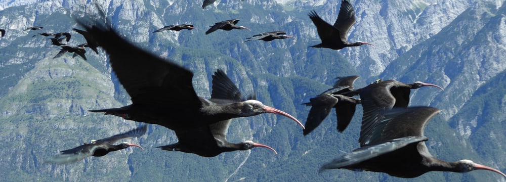 Juvenile Waldrappen beim Vogelzug.