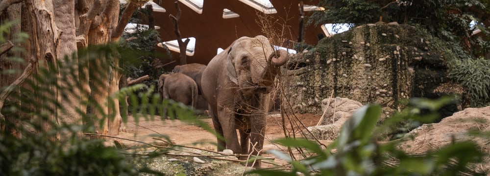 Asiatischer Elefant Indi im Kaeng Krachan Elefantenpark des Zoo Zürich.