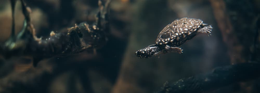 Black pond turtle at Zurich Zoo