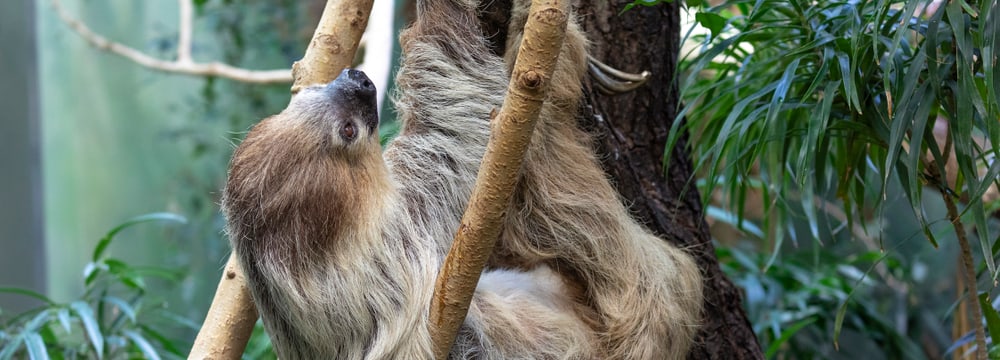 Zweifinger-Faultier im Exotarium des Zoo Zürich.