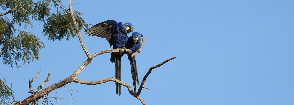 Hyazintharas im Pantanal in Brasilien.