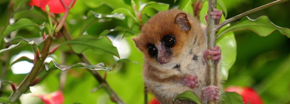 Foto: Zoo Zürich, Sam Kneubühler Goodman-Mausmaki im Masoala Regenwald des Zoo Zürich.