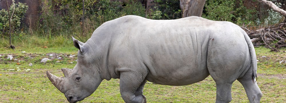 Bild: Zoo Zürich, Enzo Franchini Breitmaulnashorn Kimba