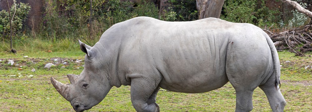 Breitmaulnashorn Kimba