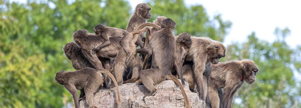 Dscheladas im Semine Gebirge des Zoo Zürich.