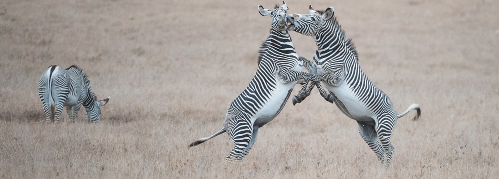 Foto: Zoo Zürich, Martin Bucher Grevyzebras im Lewa Wildlife Conservancy in Kenia.