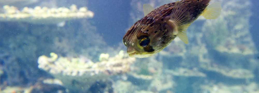 Brauner Igelfisch im Aquarium des Zoo Zürich.